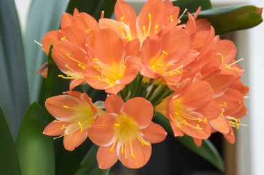 Clivia miniata, Natal lily, bush lily, Güney Afrika'da bir kabile lily çiçek