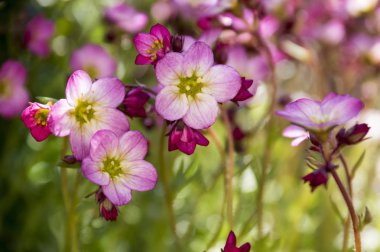 Küçük pembe Saxifraga bryoides demet