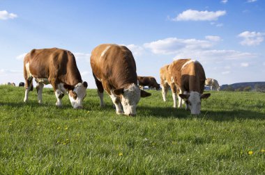İnekler otlatma mera, mavi gökyüzü ve yeşil çimen