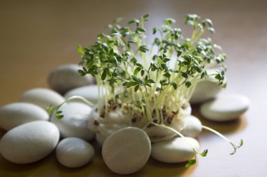 Tablo, küçük tropik ada, lezzetli ve sağlıklı yenilebilir bitki gibi görünüyor taze lepidium sativum yüz pamuklu çubukla ışık üzerinde büyüyen elimden