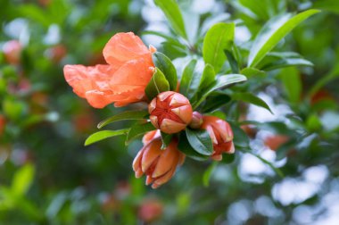Punica granatum, nar ağacı çiçek