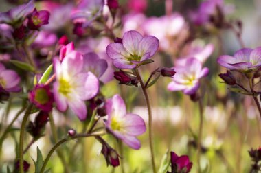 Küçük pembe Saxifraga bryoides demet