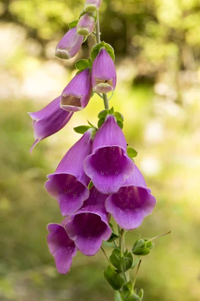 Digitalis Purpurea Plante Herbacée Pourpre Fleurs Groupe Fleurs Fleurs Bourgeon — Photo
