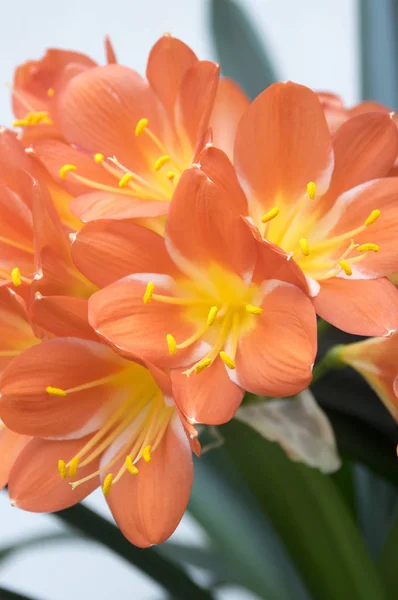 Clivia Miniata Natal Lily Lily Filly Lily Bloom — стоковое фото