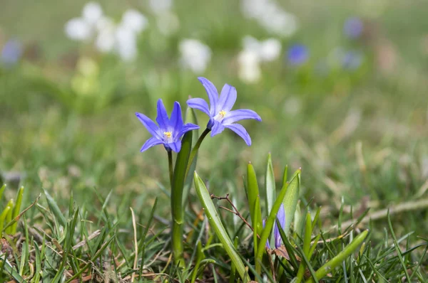 Two Scilla Luciliae Flowers Together Bossier Glory Snow Bloom White — Stock Photo, Image