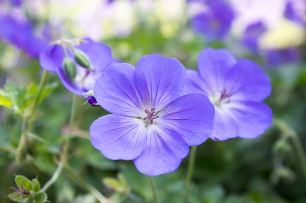 Cranesbills grup Sardunya Rozanne bloom, yeşil yapraklar, çiçekler demet çiçek,