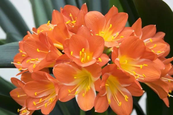 Clivia Miniata Natal Lírio Arbusto Lírio Kaffir Lírio Flor — Fotografia de Stock