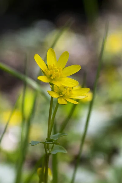 Ficaria Verna Flor Belleza Amarilla Escondida Hierba — Foto de Stock