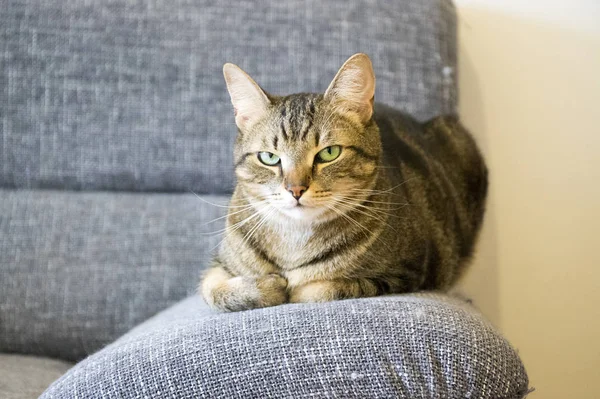 Male marble cat with clever stern and serious expression on his face, eye contact, lime eyes