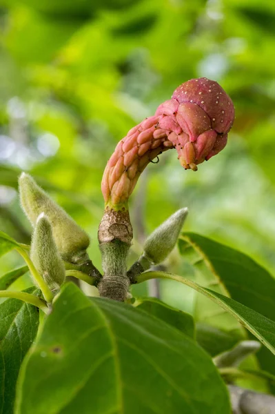 Magnolia Soulangeana Mágica Naranja Semillas Otoño — Foto de Stock
