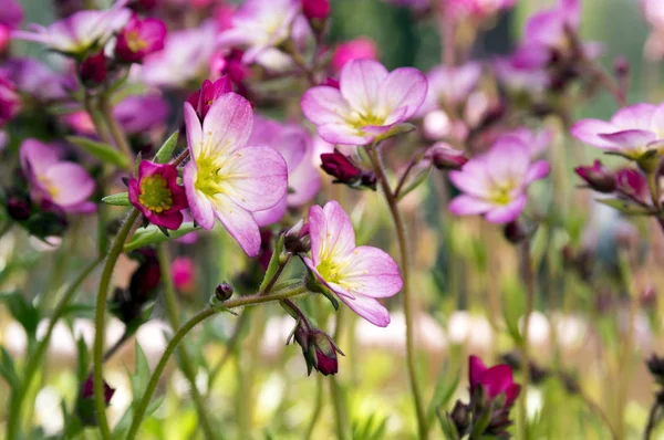 Branco Piccoli Saxifraga Bryoides Rosa — Foto Stock