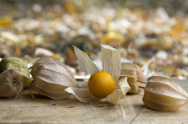 Physalis Peruviana Kapstachelbeere Inka Beere Azteken Beere Goldbeere Riesenkirsche Afrikanische — Stockfoto