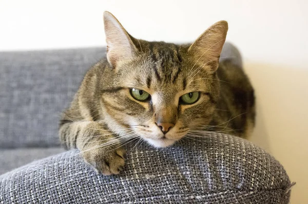 Gato Mármol Macho Con Inteligente Popa Expresión Seria Cara Contacto — Foto de Stock