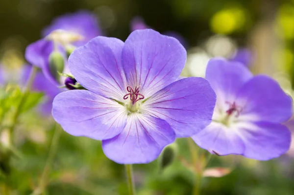 Kraniche Gruppe Von Blumen Geranien Rozanne Der Blüte Grüne Blätter — Stockfoto