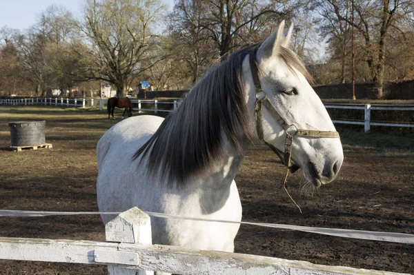 Kladruby Nad Labem Czech Horse Breed Starokladruby White Domesticated Horses — Stock Photo, Image