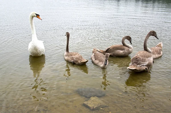Jeden Dospělý Labutí Tři Děti Swan Vodě Deštivý Den Rybníku — Stock fotografie