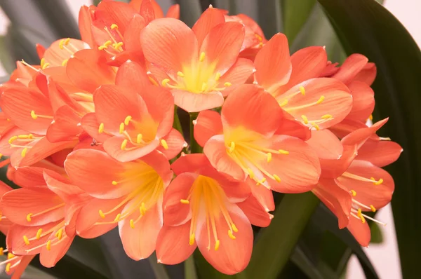 Clivia Miniata Natal Lily Lily Filly Lily Bloom — стоковое фото