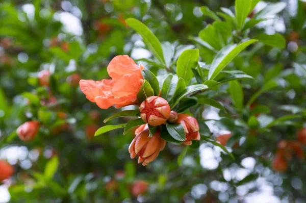 Punica Granatum Granada Flor — Foto de Stock