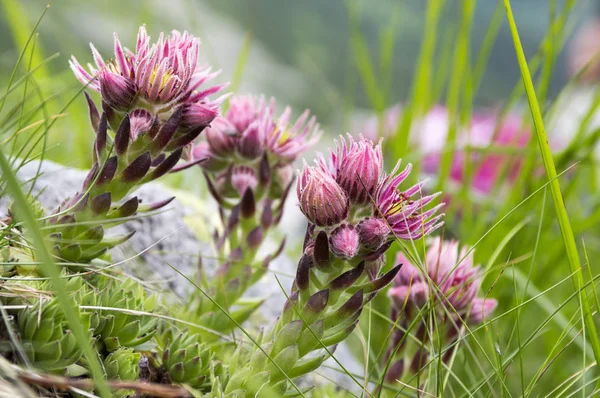 Sempervivum Montanum Houseleeks Βουνού Liveforever Κότα Και Νεοσσών Στην Άνθιση — Φωτογραφία Αρχείου