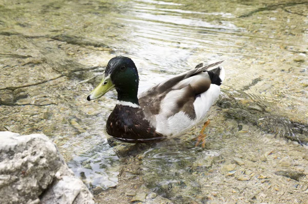 Anas Platyrhynchos Mallard Wild Duck Male — Stock Photo, Image