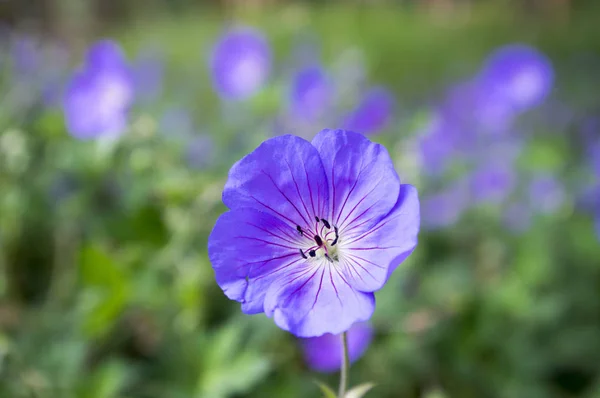 Cranesbills Groupe Fleurs Geranium Rozanne Fleur Feuilles Vertes Bouquet Fleurs — Photo