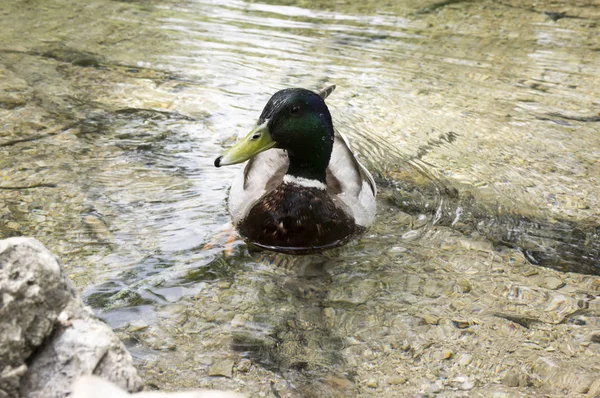 Anas Platyrynchos Mallard Wild Duck Male — стоковое фото