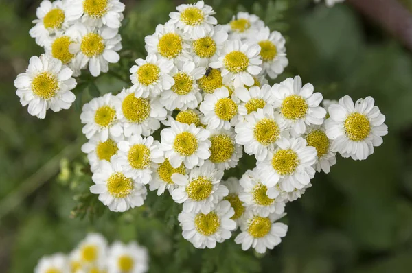 Tanacetum Parthenium Matricaria Botones Solteros Flor —  Fotos de Stock