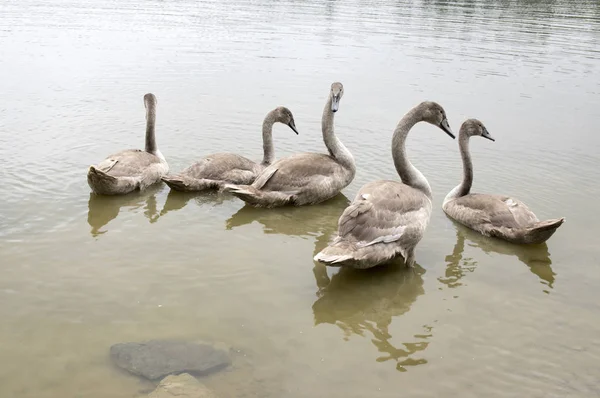 Jeden Dospělý Labutí Tři Děti Swan Vodě Deštivý Den Rybníku — Stock fotografie