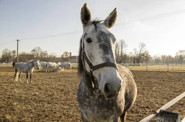 Kladruby Nad Labem Razza Equina Ceca Starokladruby Bianco Addomesticato Cavalli — Foto Stock