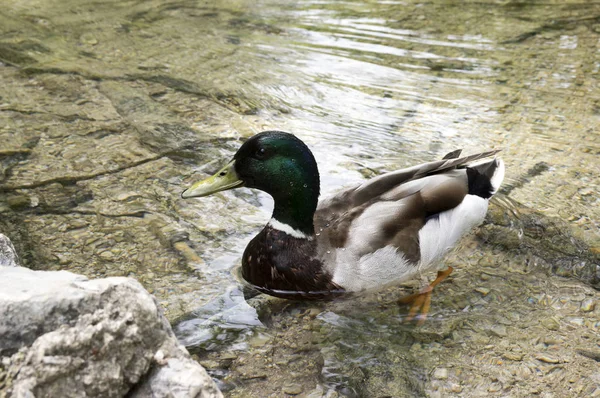 Anas Platyrhynchos Mallard Wild Duck Male — Stock Photo, Image