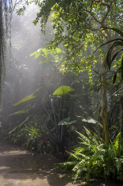 Ogród Botaniczny Padova Włochy Czerwca 2018 Niesamowite Tropikalnej Zieleni Drzew — Zdjęcie stockowe