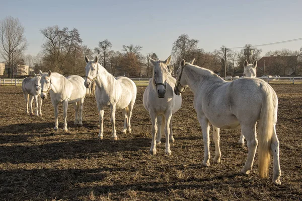 Kladruby Nad Labem Razza Equina Ceca Starokladruby Bianco Addomesticato Cavalli — Foto Stock