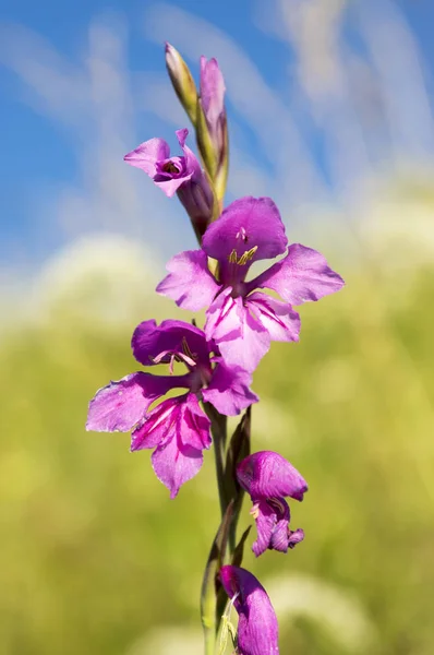 Gladiolus Imbricatus Lys Épée Plante Fleurs Corporeuses Vivace Fleurs — Photo