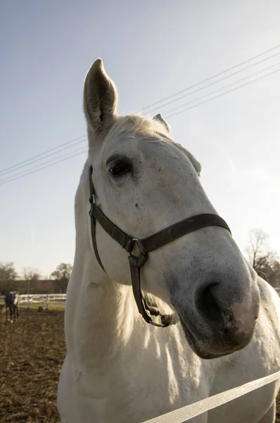 Kladruby Nad Labem Razza Equina Ceca Starokladruby Bianco Addomesticato Cavalli — Foto Stock