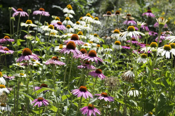 Echinacea Purpurea Východní Třapatka Nachová Květu Pole Astry — Stock fotografie