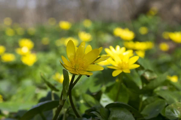 Ficaria Verna Flor Belleza Amarilla Escondida Hierba — Foto de Stock