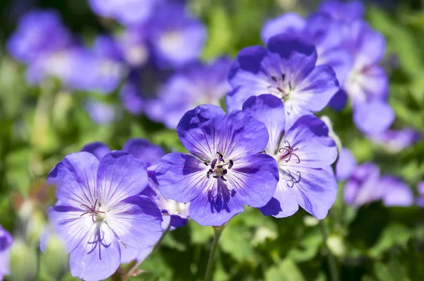 Cranesbills Geranium Rozanne Blommar — Stockfoto