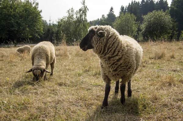 Suffolk sheep grazing on pasture, eye contact