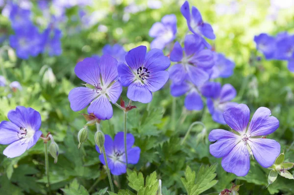 Kraniche Geranien Rozanne Blüte — Stockfoto