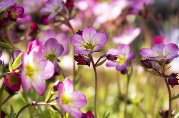 Bouquet Petits Saxifraga Bryoides Roses — Photo