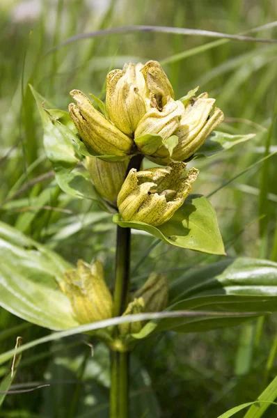 Gentiana Punctata Genciana Manchada Flor — Foto de Stock