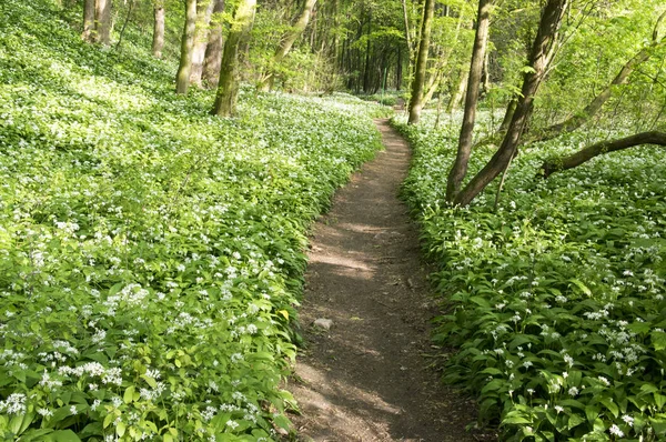 Nemosicka Unde Avenbok Skog Intressanta Magiska Natur Plats Full Vilda — Stockfoto