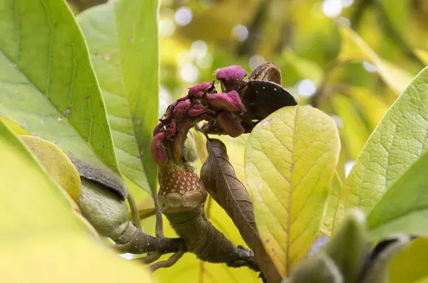 Magnolia Soulangeana Mágica Naranja Semillas Otoño — Foto de Stock
