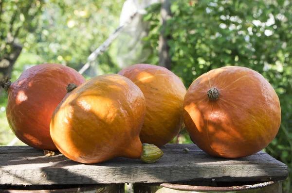 Cucurbita Maxima Piros Kuri Squash Japán Squash Orange Hokkaido Squash — Stock Fotó