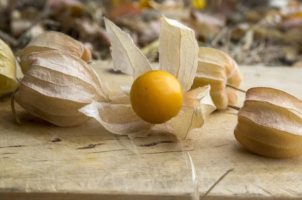 Physalis Peruviana Cape Gooseberry Inca Berry Aztec Berry Golden Berry — стоковое фото