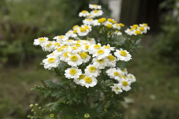 Tanacetum Parthenium 꽃에서 — 스톡 사진