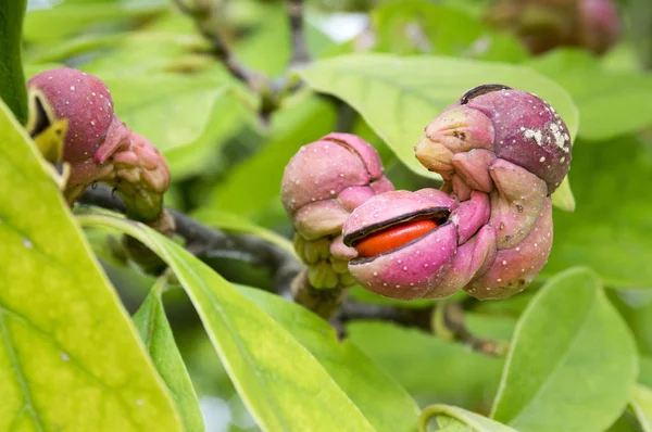 Manolya soulangeana, sihirli turuncu sonbahar tohum