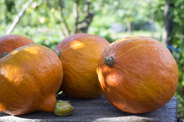 Cucurbita Maxima Calabaza Kuri Roja Calabaza Japonesa Calabaza Hokkaido Naranja — Foto de Stock