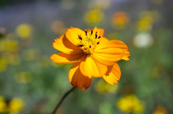 Cosmos sulphureus, Sulfur Cosmos, Yellow Cosmos in Bloom