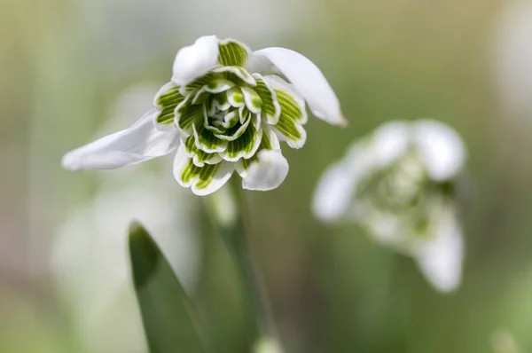 Galanthus Nivalis Häufiges Schneeglöckchen Blüte Zwiebelblumen Garten Bei Sonneneinstrahlung Makrodetailansicht — Stockfoto